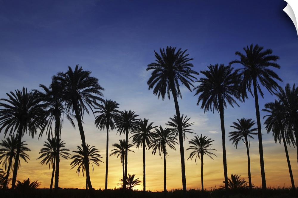 Palm trees  with golden sunset in the Mediterranean.