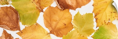Panoramic Shot Of Bright Yellow Leaves Of Maple Isolated On White