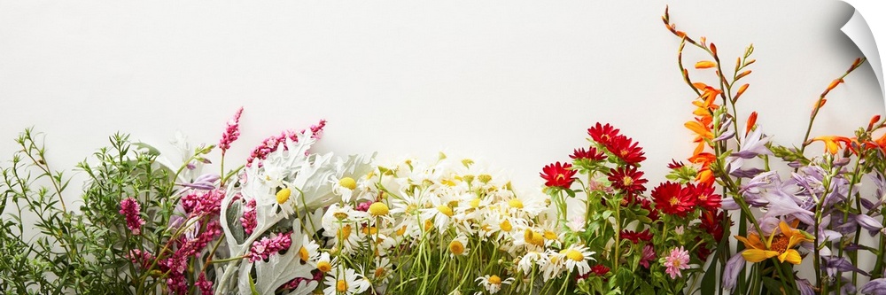 Panoramic shot of bunches of diverse wildflowers on white background with copy space.