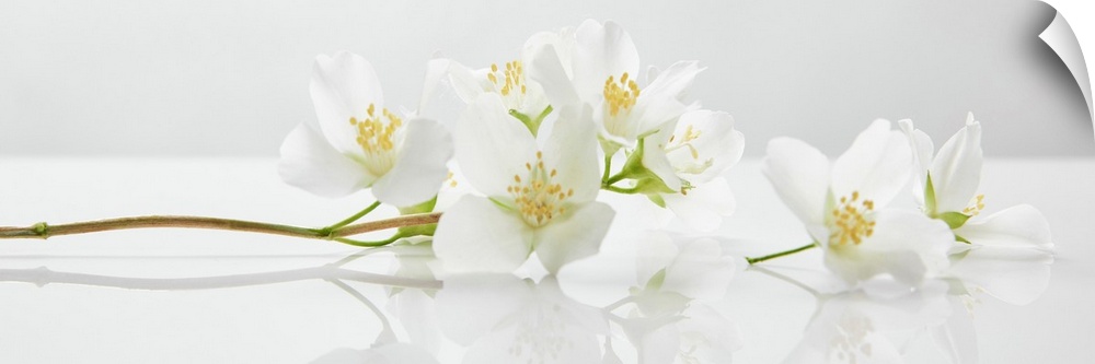 Panoramic shot of jasmine flowers on white surface.