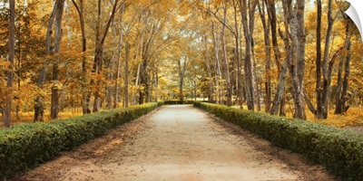 Pathway In Autumn Landscape