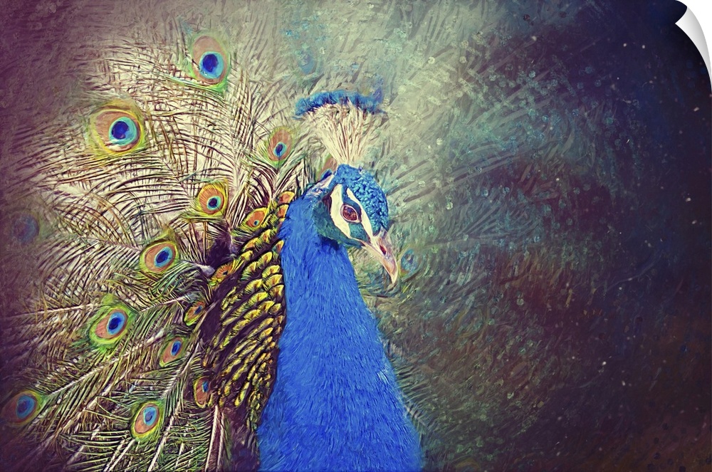 Peacock portrait. Originally a drawn illustration.