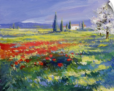 Poppies On Summer Meadow