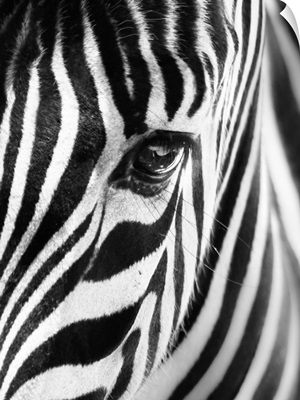 Portrait Of A Zebra In Black And White