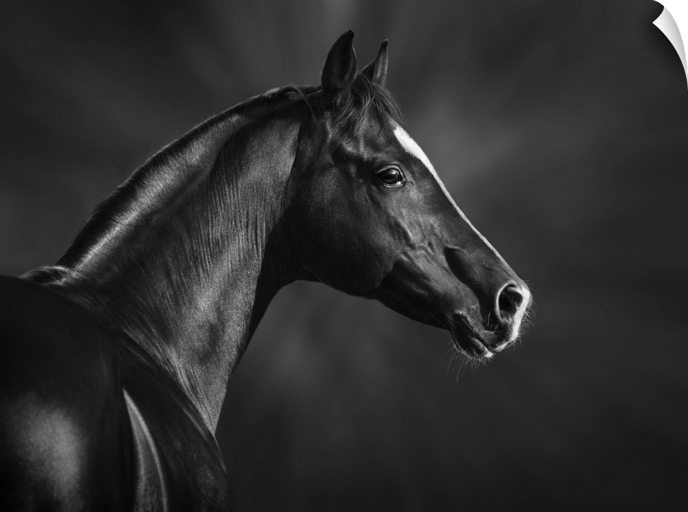 Black and white portrait of an Arabian stallion.