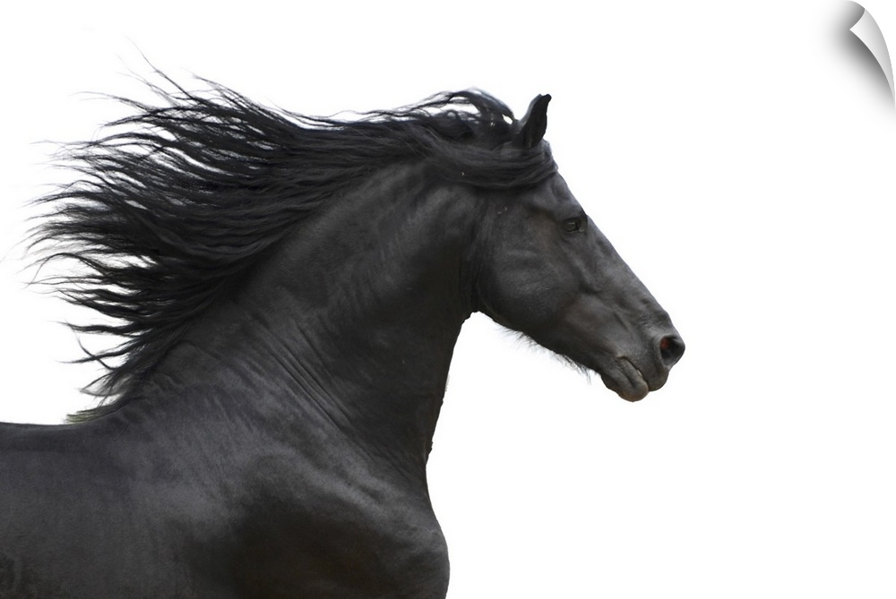 Portrait of galloping Friesian horse on white background.