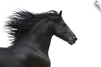 Portrait Of Galloping Friesian Horse