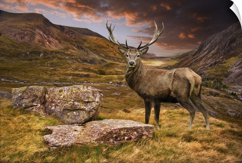 Dramatic sunset with a beautiful sky over a mountain range. A strong moody landscape and red deer stag looking strong and ...