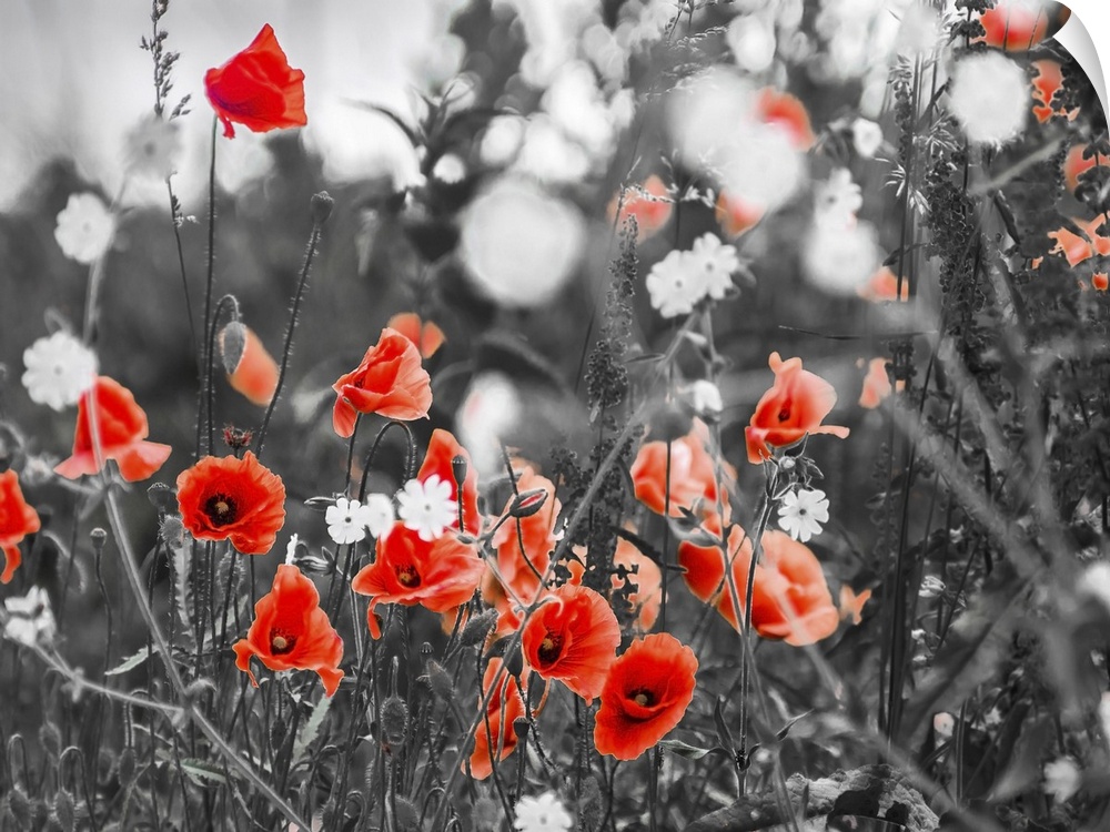 Red poppy flowers growing, black and white.