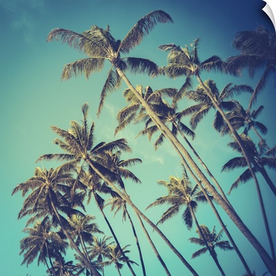Retro Diagonal Palm Trees In Hawaii