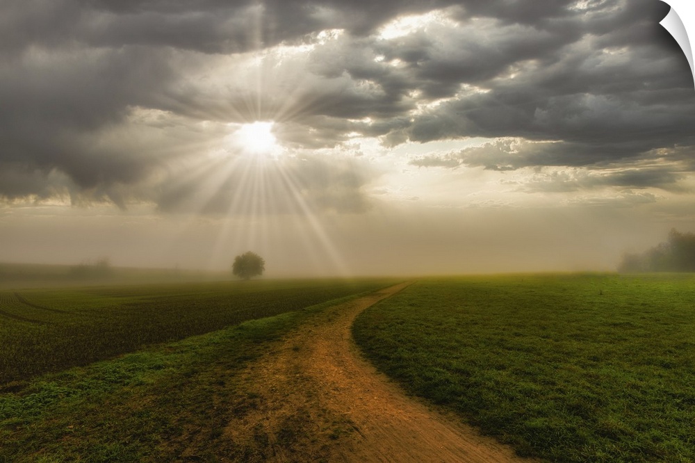 Rural landscape, foggy sunrise with sunbeams breaking through the clouds, a tree and a path towards the horizon.