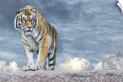 Siberian Tiger Ready To Attack Looking At You