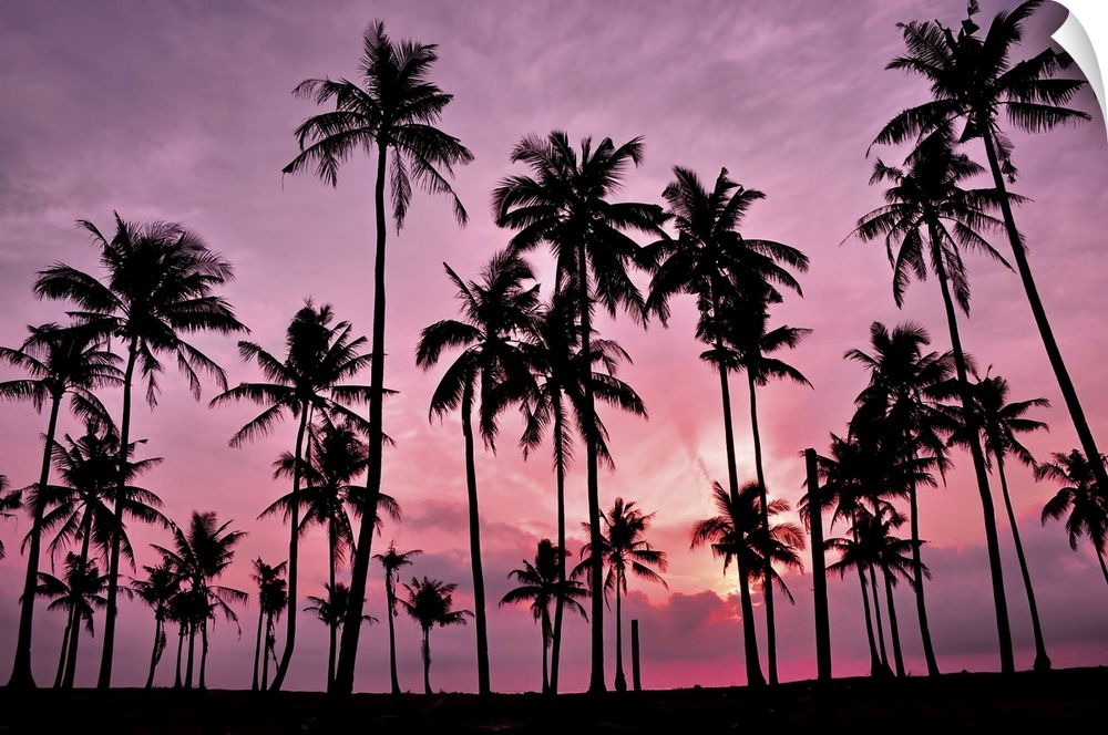 Silhouetted of coconut tree during sunset.