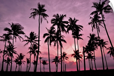 Silhouetted Of Coconut