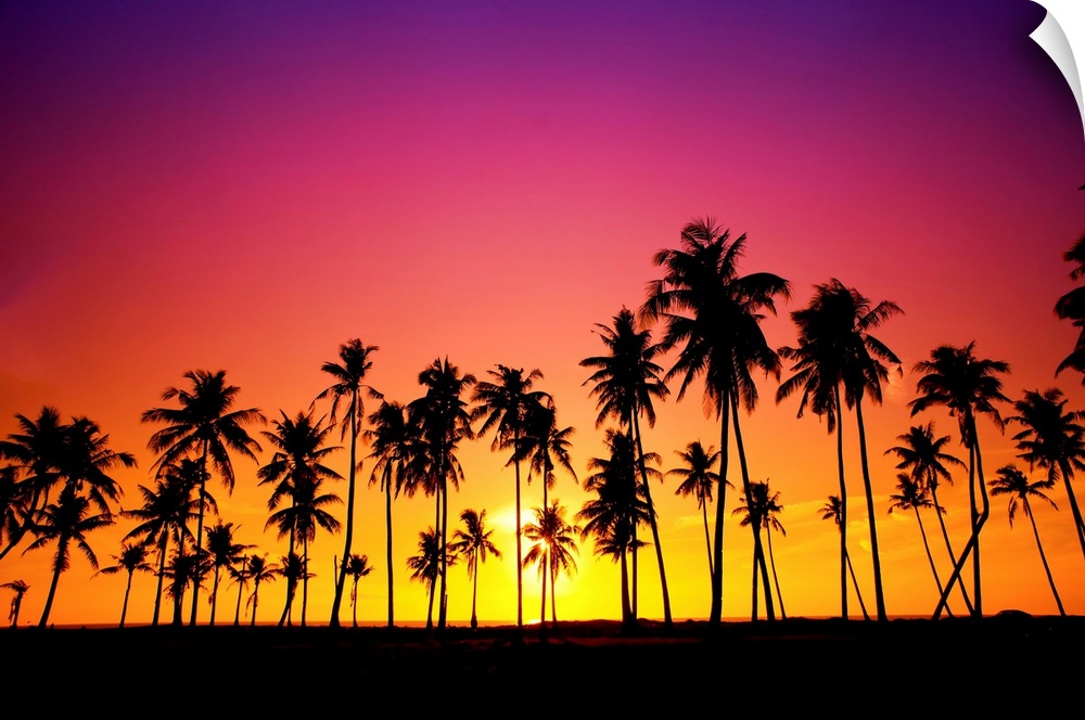 Silhouetted of coconut tree during sunset.