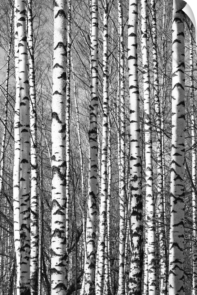 Spring sunny trunks birch trees black and white.