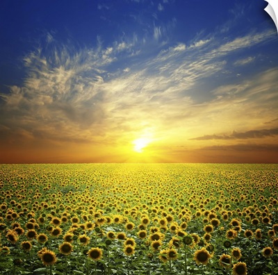 Summer Landscape: Beauty Sunset Over Sunflowers Field