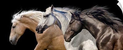 Three Horse Portrait In Motion