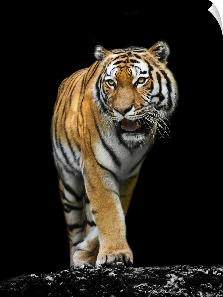 A tiger on black background.
