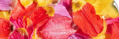 Top View Of Bright Tulip Petals With Water Drops, Panoramic Shot