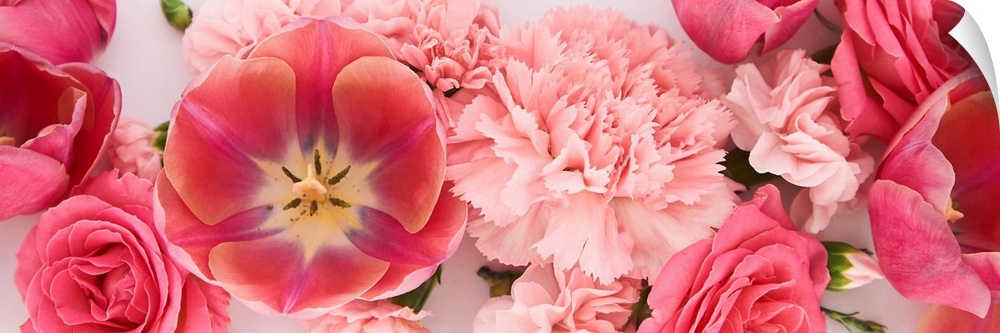 Panoramic of pink spring flowers on white background.