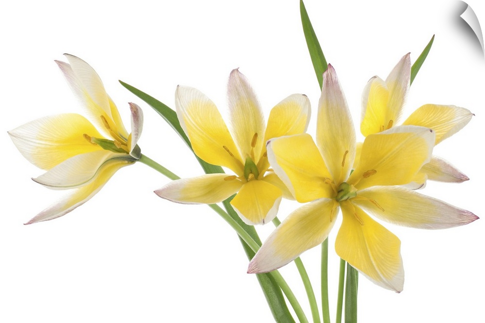 Studio shot of yellow and white colored Tulip isolated on a white background.