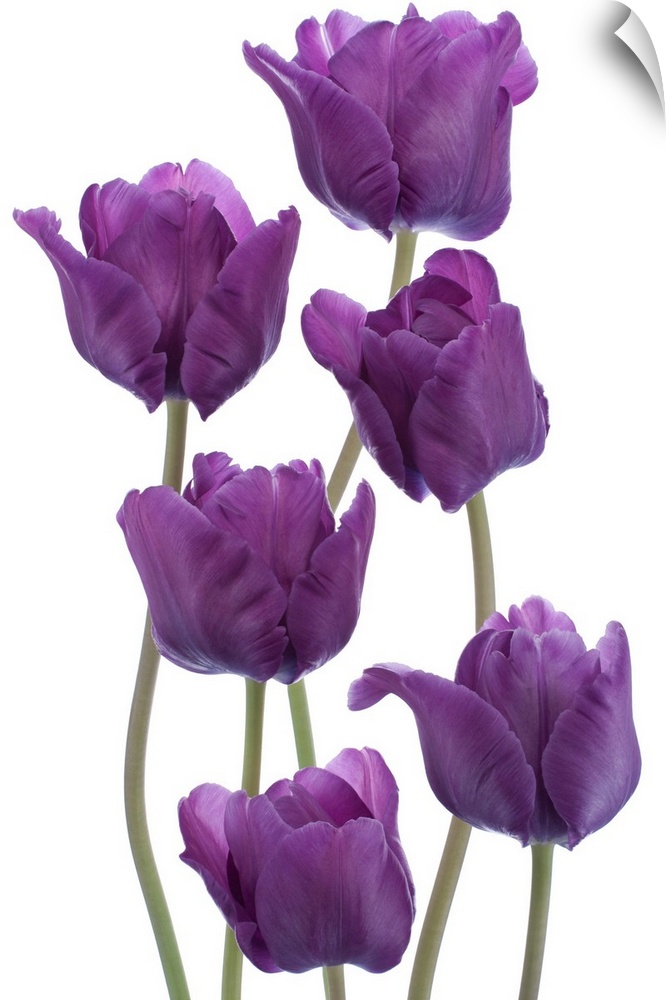 Studio shot of purple colored tulip flowers isolated on white background. Large depth of field (DOF). Macro. National flow...