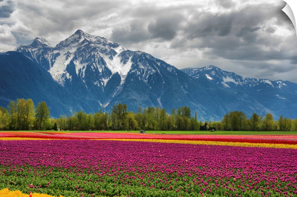 A vibrant field of tulips with a majestic snow-capped mountain in background.
