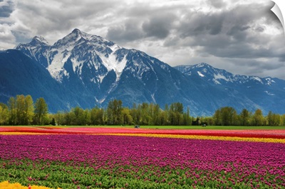 Tulips And Mountain