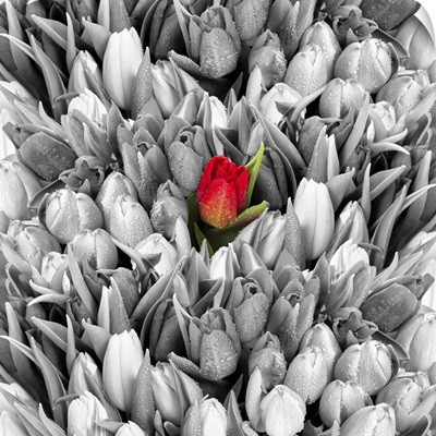 Tulips, Black White With One Red Flower
