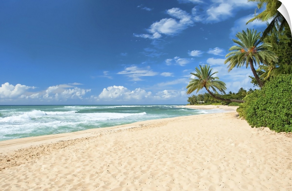 Untouched sandy beach with palms trees and azure ocean.