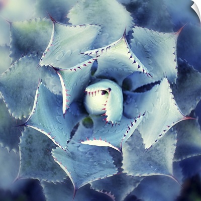 View Of A Cactus