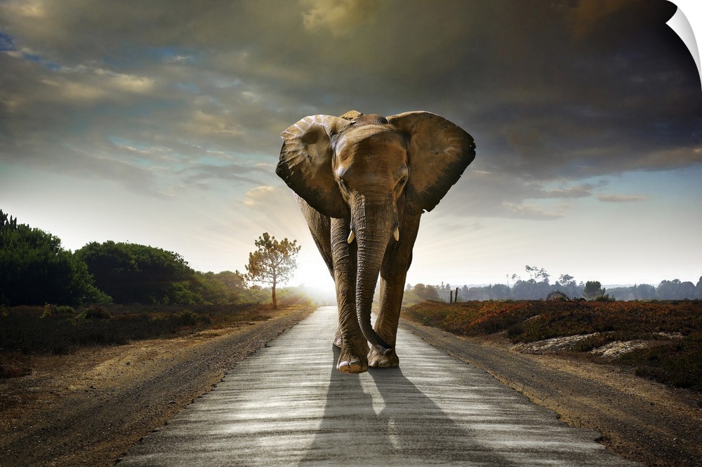 Single elephant walking in a road with the sun behind.