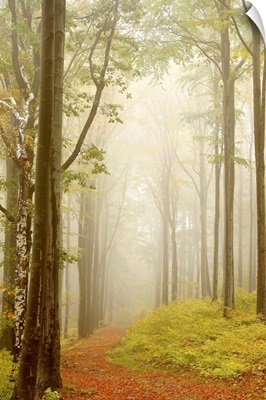 Way Through A Fairytale Forest