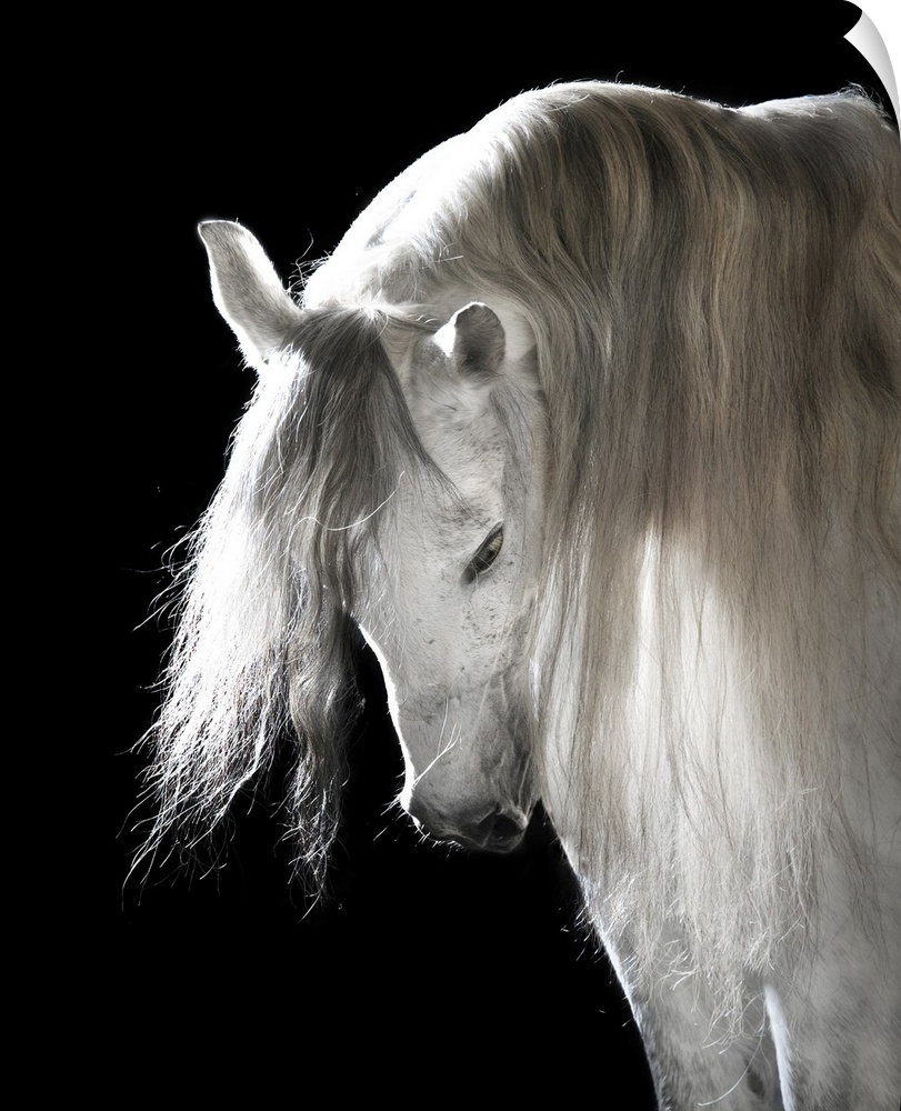 White Andalusian horse on black background.