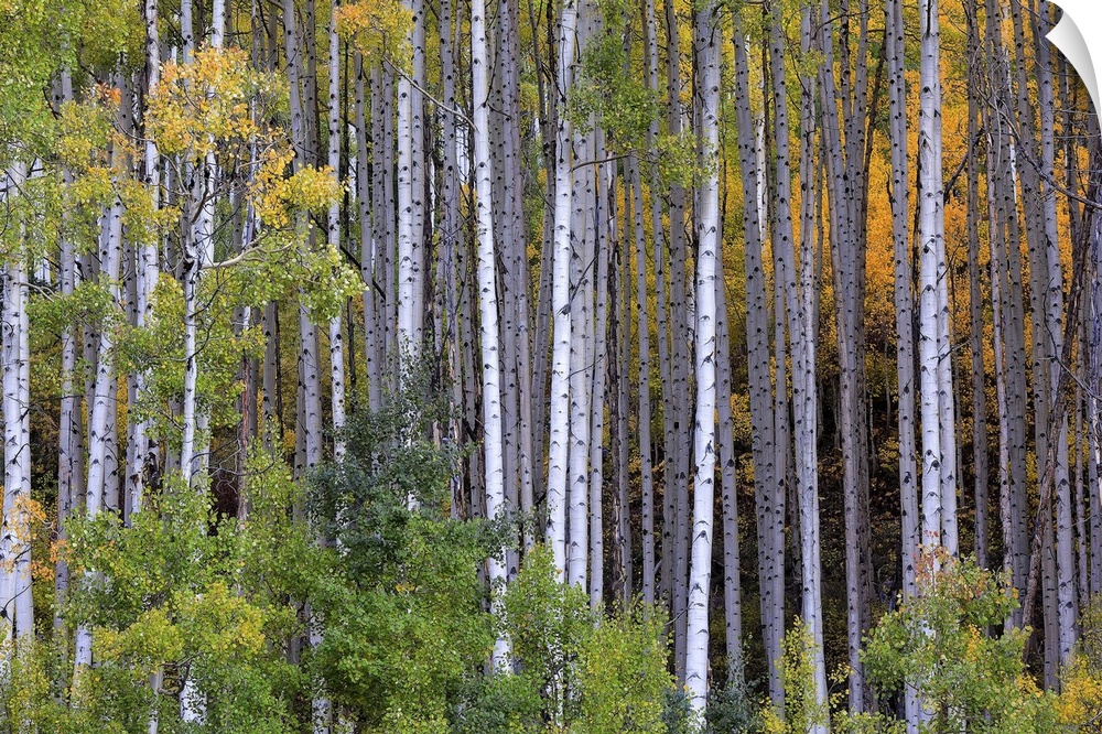 Aspens at fall in Colorado mountains, aspen.