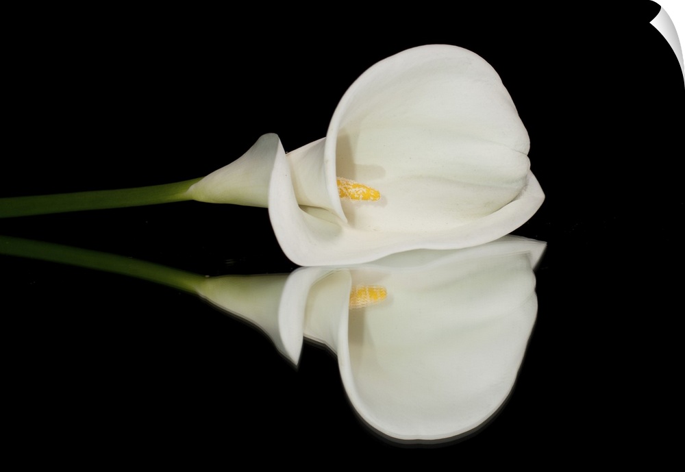 Single white calla lilly isolated on black background with reflection.