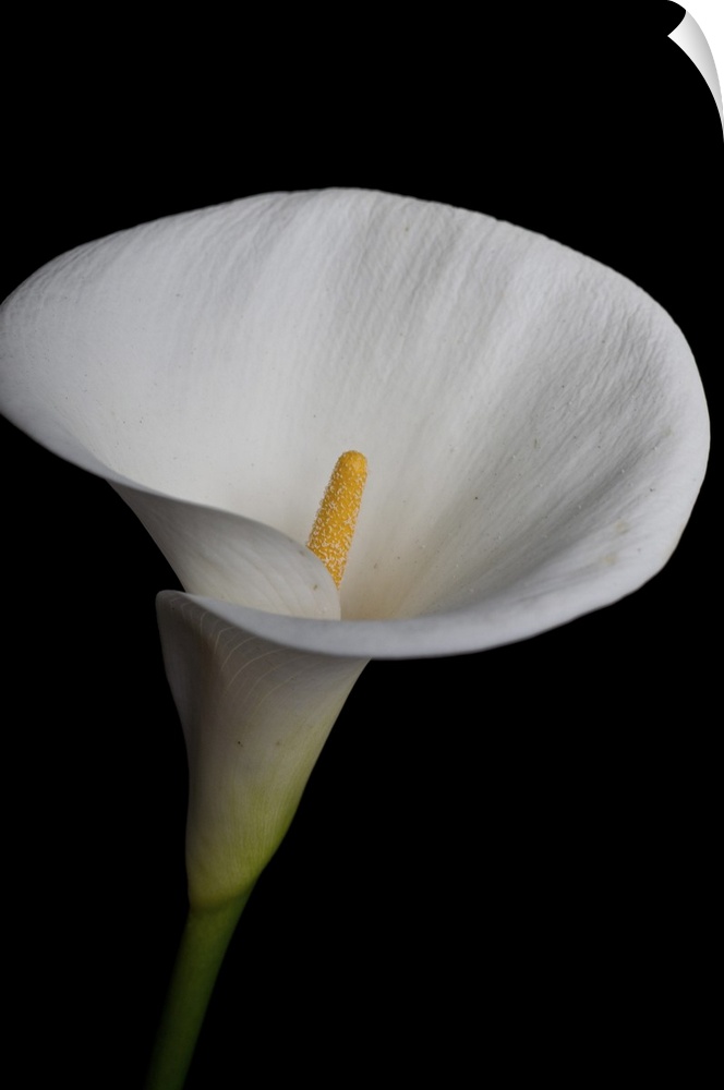 Elegant white calla lily isolated on black background.