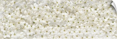 White Cherry Flowers Panoramic Background