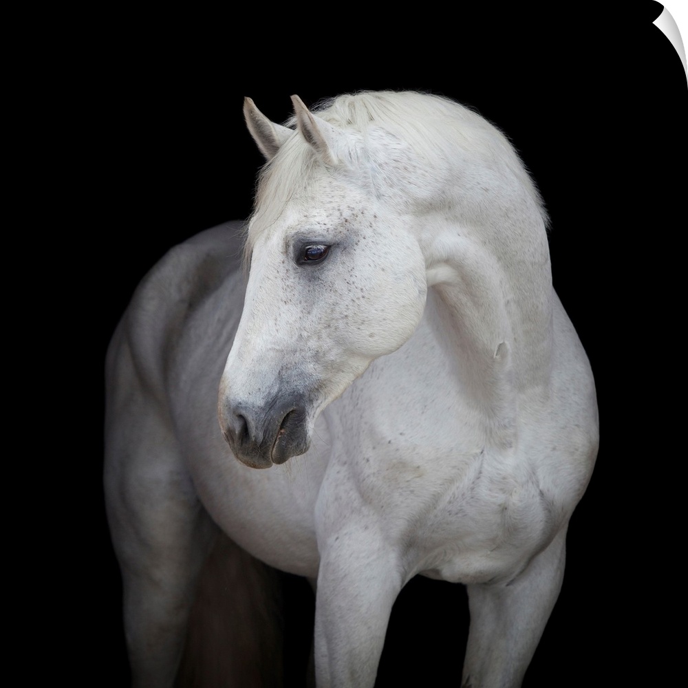 White horse head on black background.