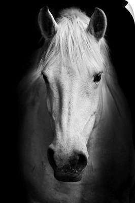 White Horse Portrait In Black And White