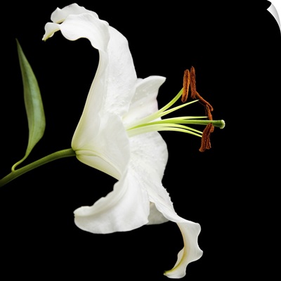 White Lily Flower Isolated On Black