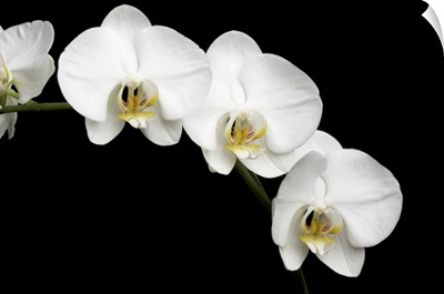 White Orchids On Black Background