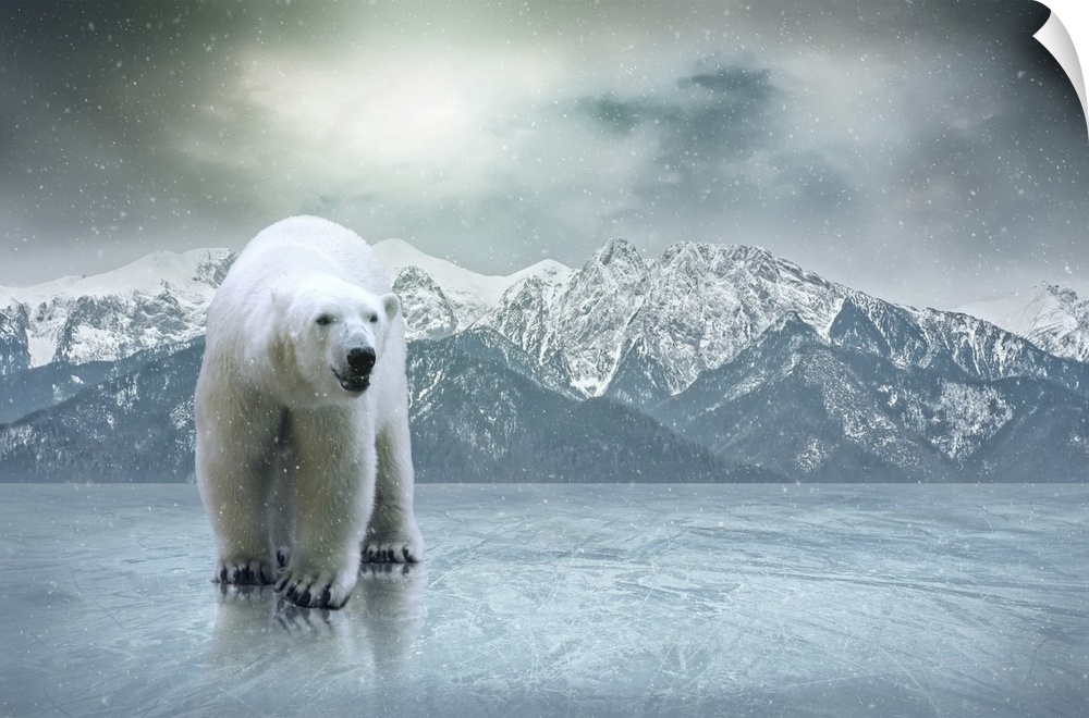 White polar bear on the ice.