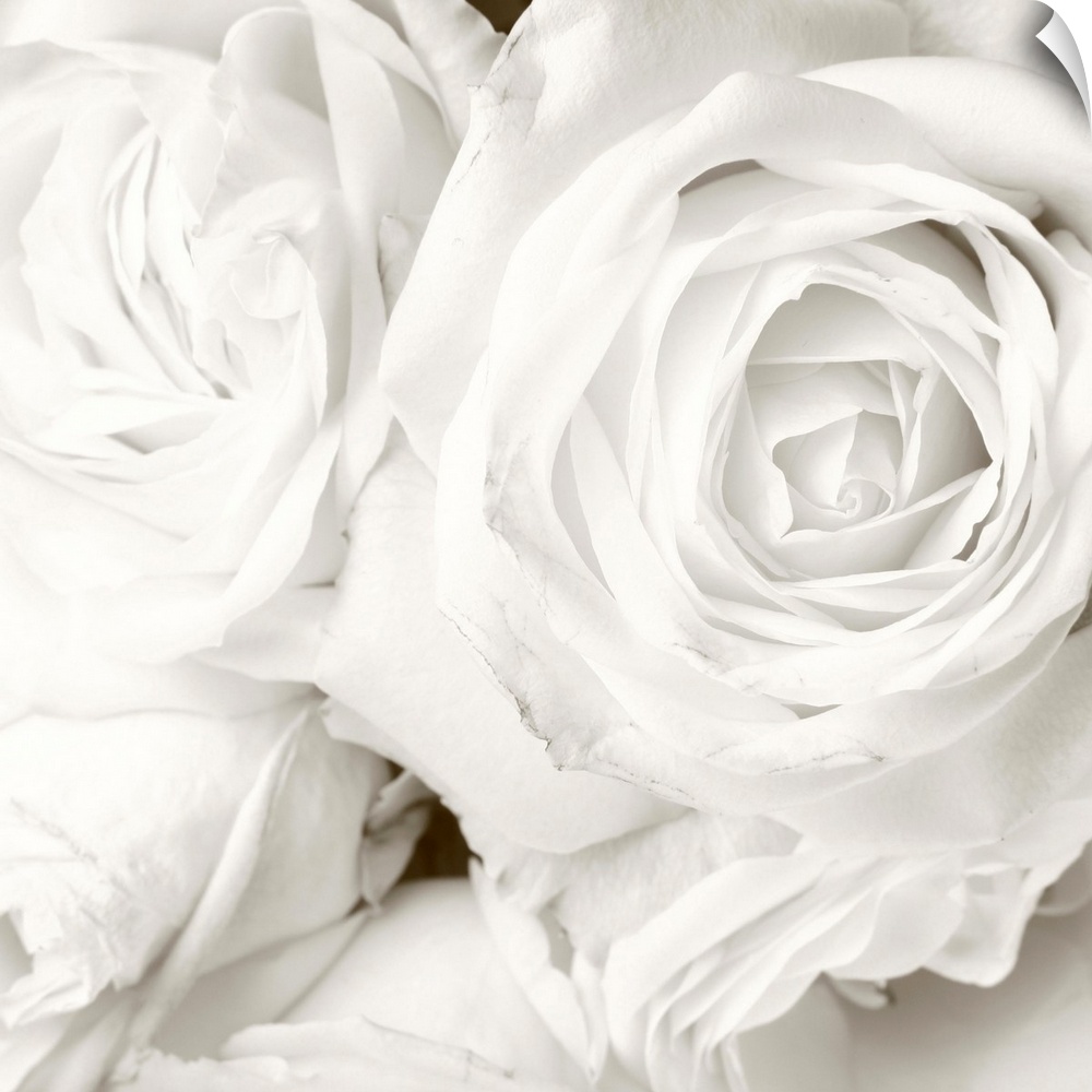 White roses in close up - romantic background.