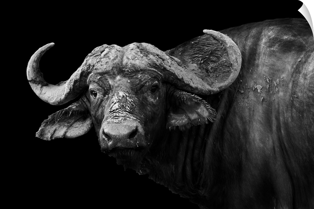 Artistic black and white image of a wild African buffalo.
