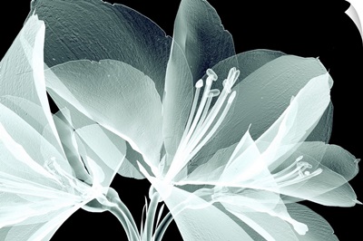 X-Ray Image Of A Flower Isolated On Black, The Amaryllis