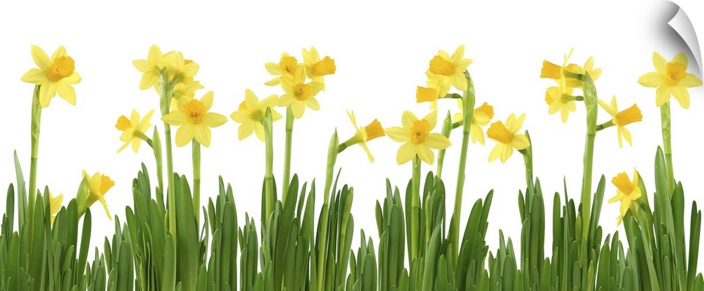 Yellow daffodils isolated on white.