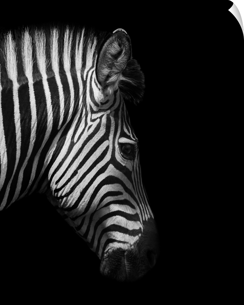 Zebra head from the side in black and white.