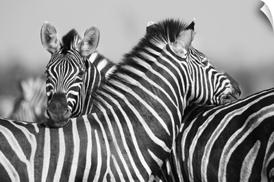 Zebra Herd In Black And White Photo With Heads Together